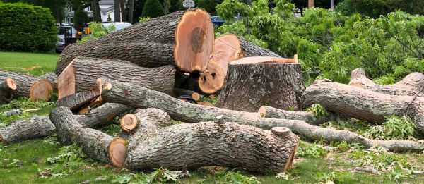 Large Tree Removal in Pewaukee