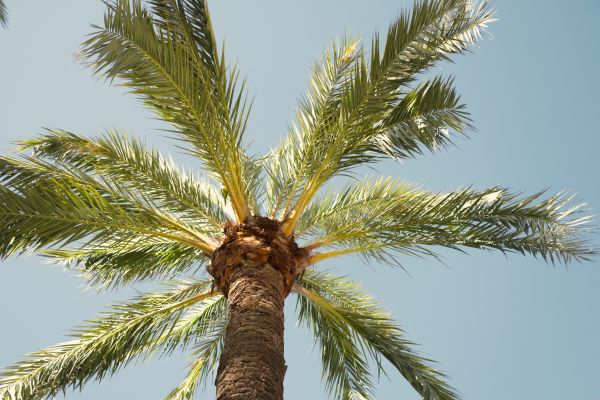 Palm Tree Removal in Pewaukee
