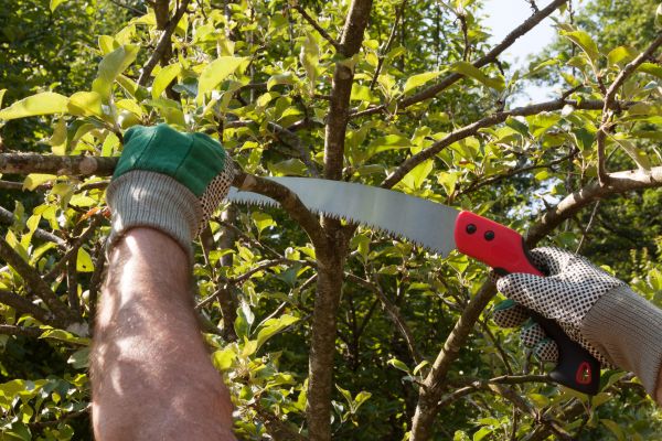 Small Tree Removal in Pewaukee