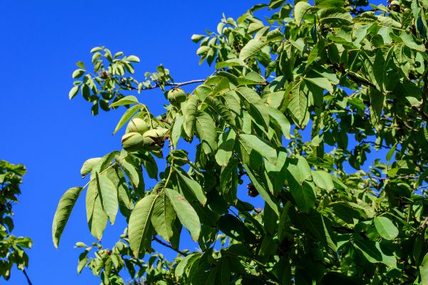 Walnut Tree Removal in Pewaukee