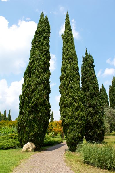 Cypress Tree Removal in Pewaukee