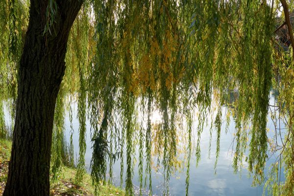 Willow Tree Removal in Pewaukee