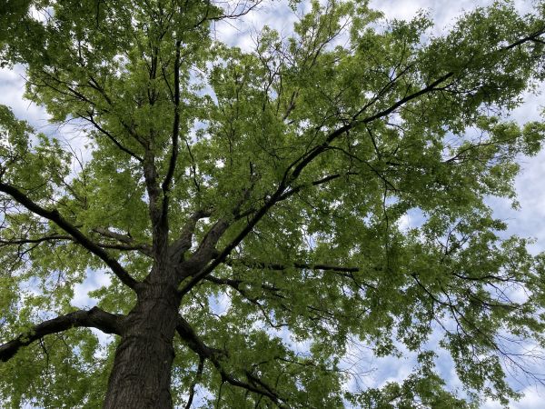 Oak Tree Removal in Pewaukee