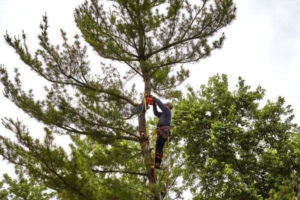 Pine Tree Removal in Pewaukee