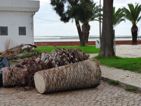Palm Trees Removal in Pewaukee
