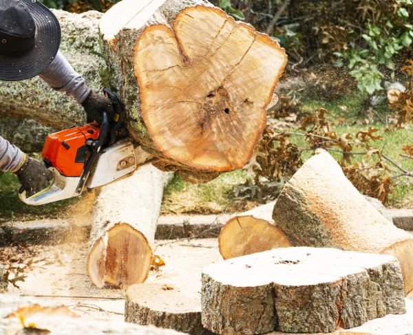 Tree Removal Service in Pewaukee