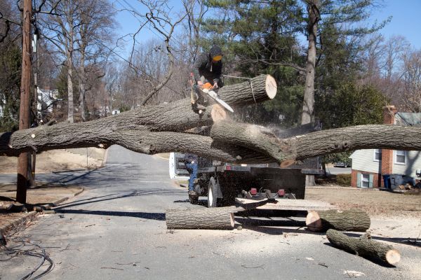 Residential Tree Removal in Pewaukee