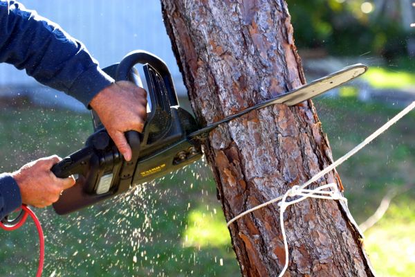 Dead Tree Removal in Pewaukee