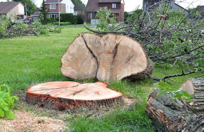 Dogwood Tree Removal