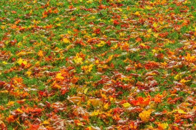 Yard After Leaf Removal