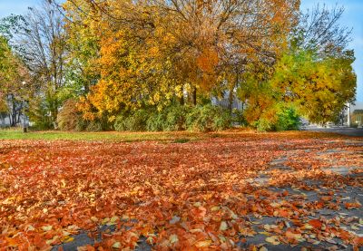 Landscape Maintenance Post-Removal