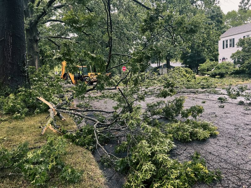 Tree Near Power Lines