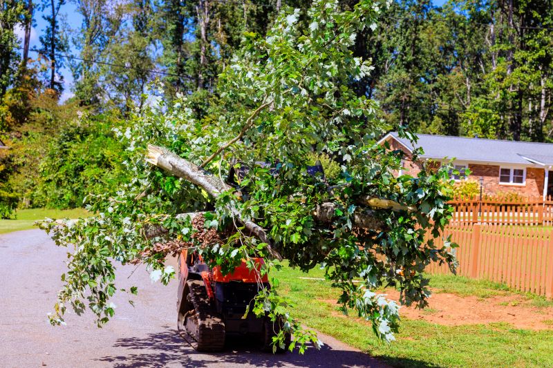 Emergency Tree Removal detail
