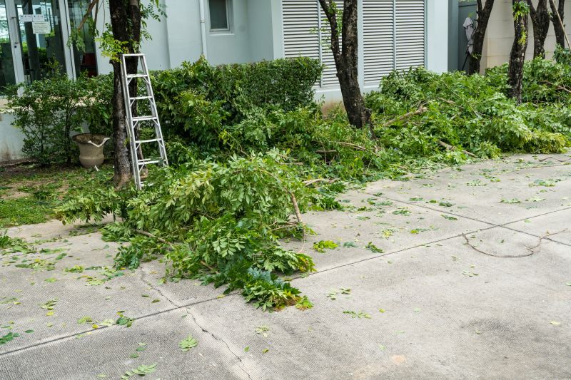 Mimosa Tree Removal
