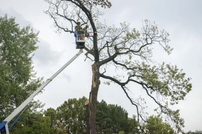 Winter Tree Removal