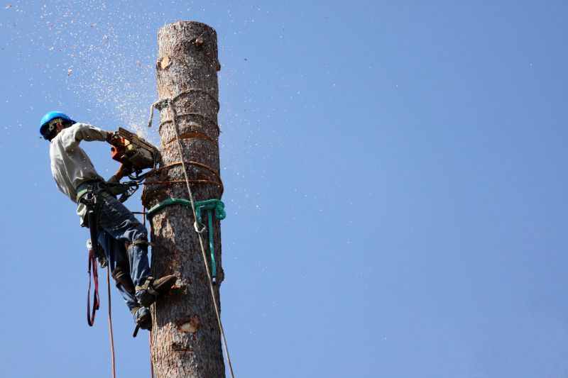 Completed Tree Removal