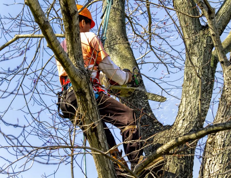 Before and After Tree Removal