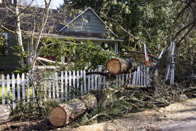 Felled Tree