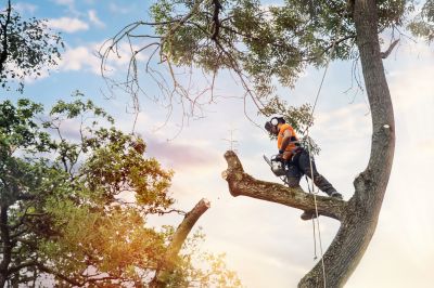 Professional Tree Service Team