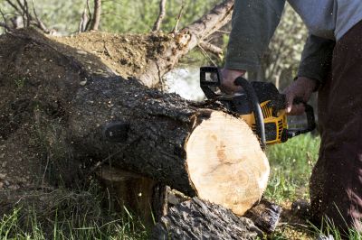 Tree Removal Planning