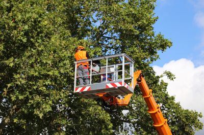 Expert Tree Climbers