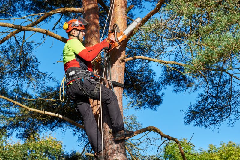 Safety Gear for Tree Removal